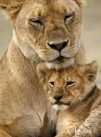 BBC. Заботливые мамы (сериал, 2015) 1 сезон смотреть онлайн на Лордфильм